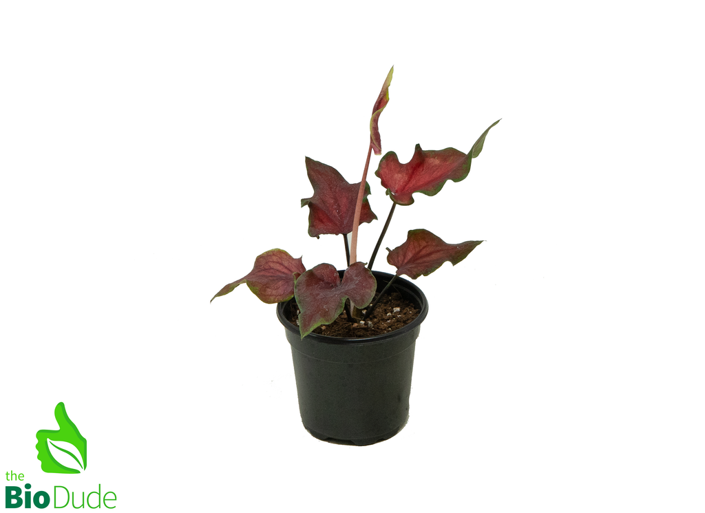4" Pot Caladium Exotic Dancer