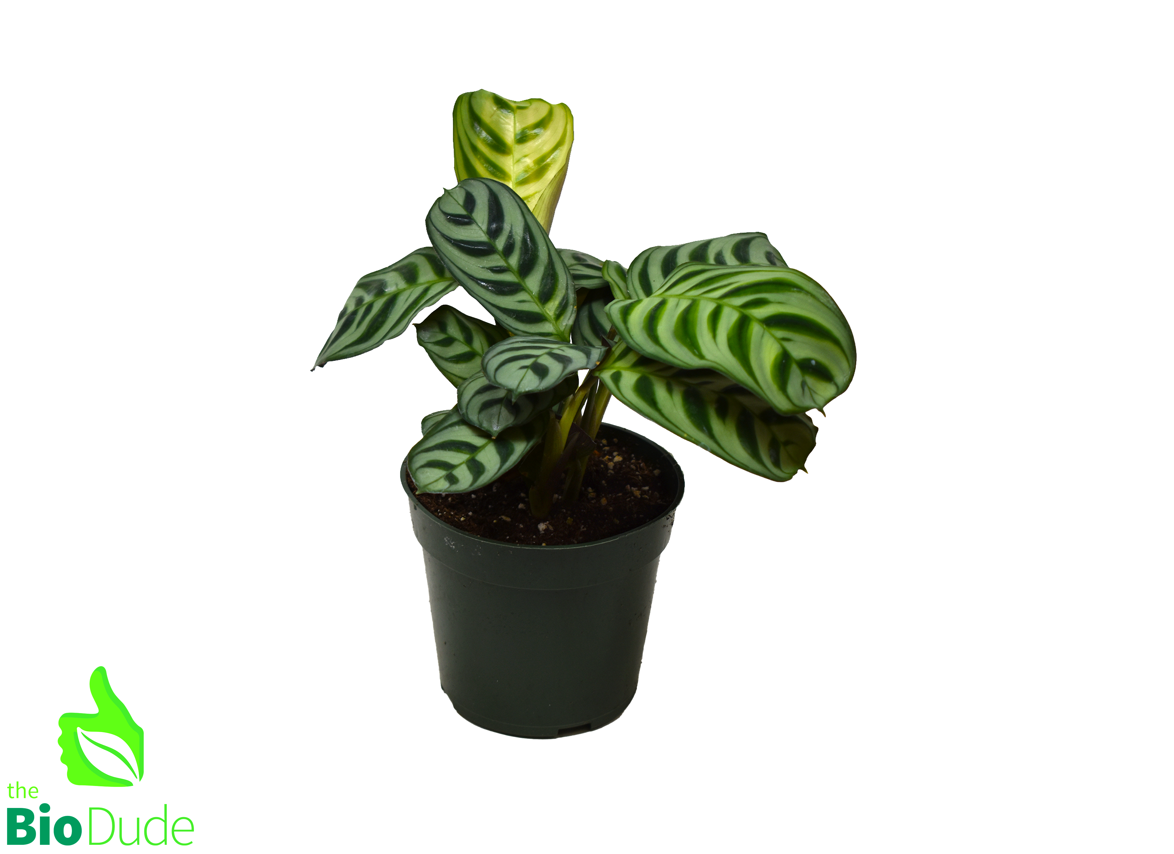 burle marx calathea live plant in a 6 inch pot 4" Pot Calathea Burle Marx
