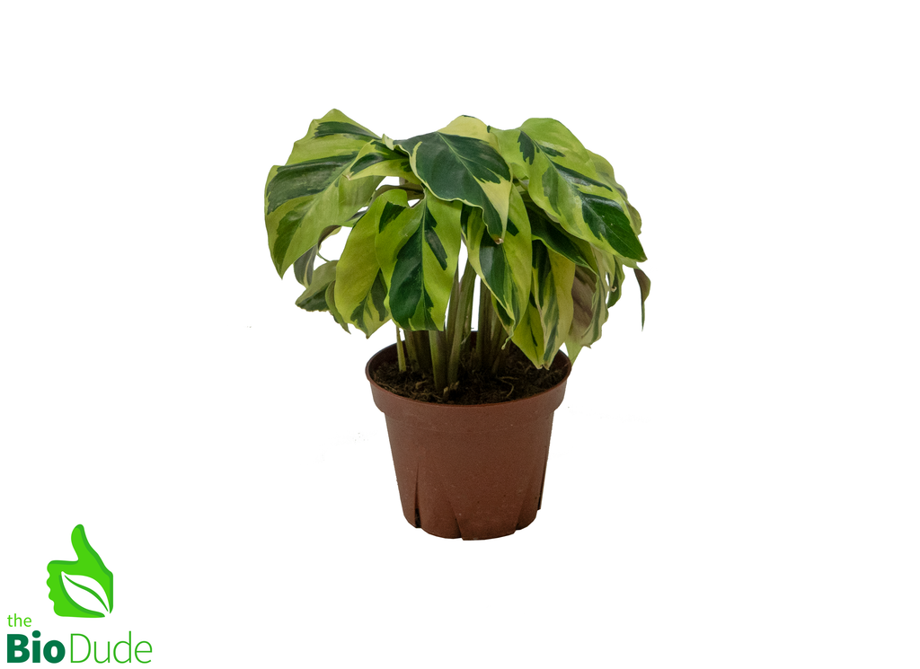 4" Pot Calathea Yellow Allusion