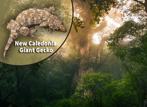 New Caledonia Giant Gecko (Rhacodactylus leachianus) Bioactive Vivarium Kit