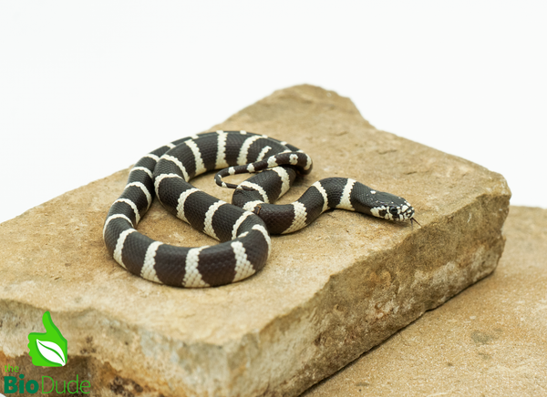 Banded California Kingsnake