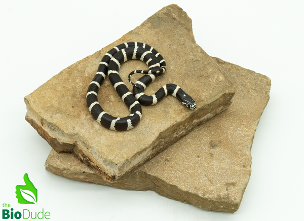 Banded California Kingsnake