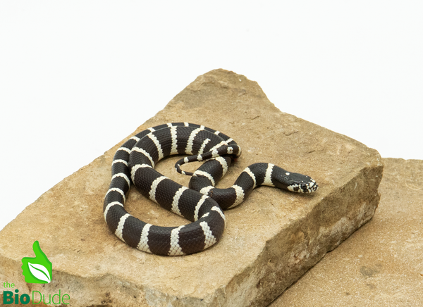 Banded California Kingsnake