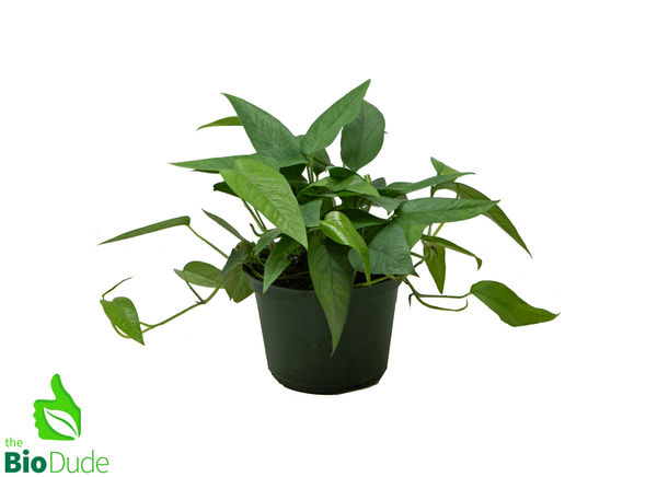 6" Pot Pothos Cebu Blue