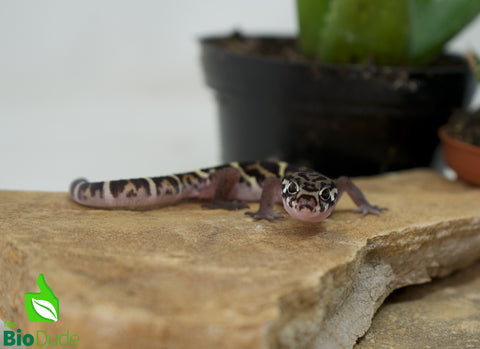 Central American Banded Gecko - Baby
