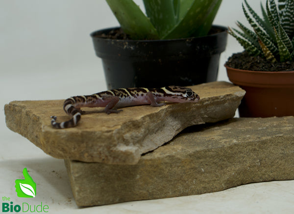 Central American Banded Gecko - Baby