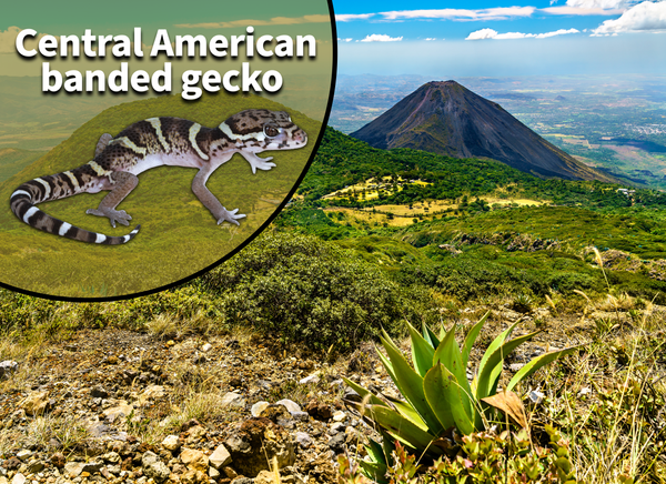 Central American Banded Gecko (Coleonyx Mitratus) Bioactive Vivarium Kit