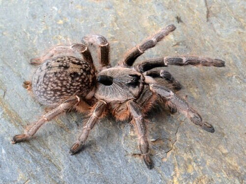 Ceratogyrus darlingi - Rear Horned Baboon Tarantula for Sale | TDE