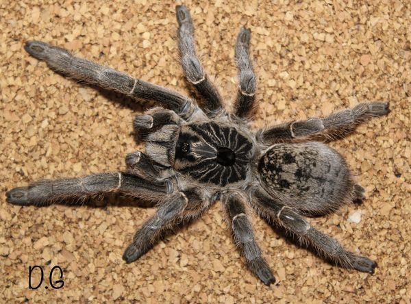 Ceratogyrus marshalli – Straight Horned Baboon Tarantula | Live Arrival Guarantee  | TDE