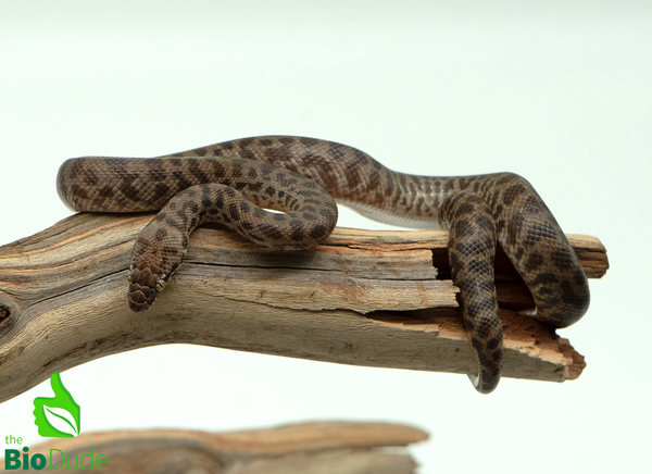 Children's Python - Female