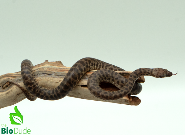 Children's Python - Female