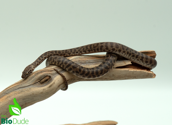 Children's Python - Female