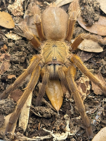 Chilobrachys huahini - Asian Fawn Tarantula for Sale | Live Arrival Guarantee | TDE