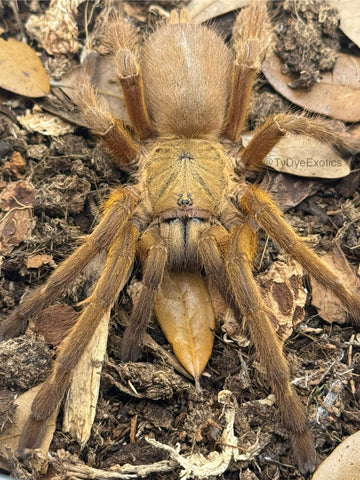 Chilobrachys huahini - Asian Fawn Tarantula for Sale | Live Arrival Guarantee | TDE