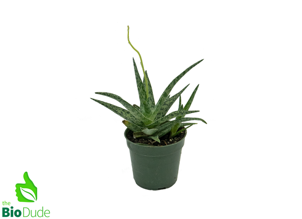 4" Pot Aloe Christmas Carol