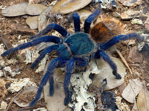 Chromatopelma cyaneopubescens - Green Bottle Blue Tarantula for Sale | TDE