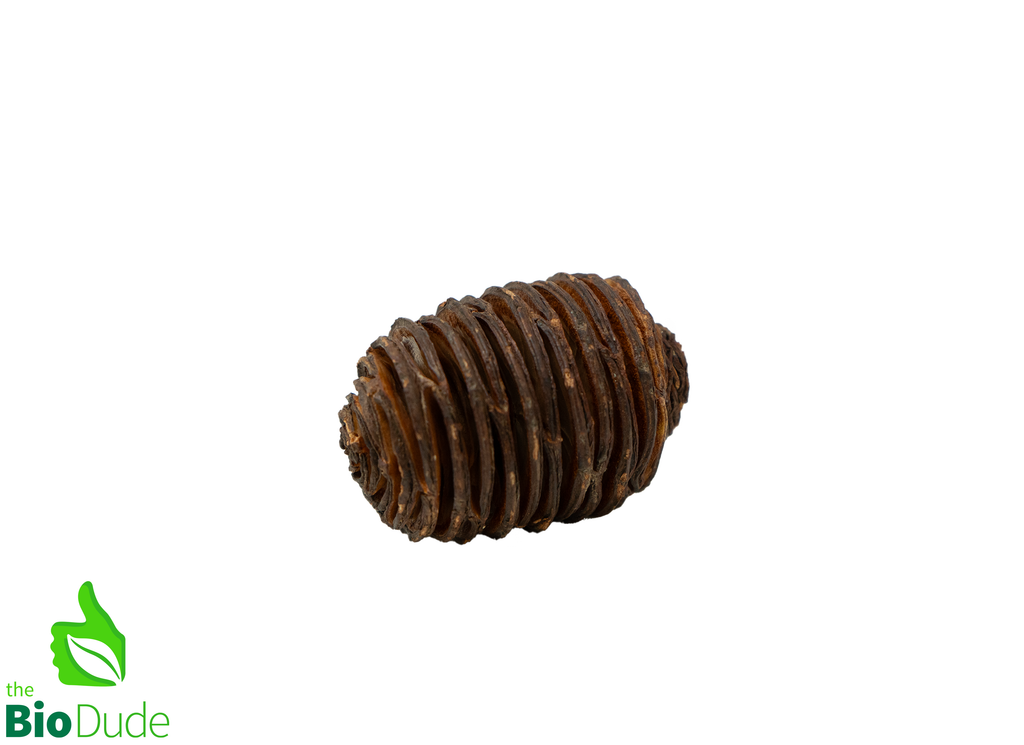 Spiral Cone