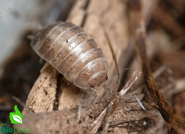 Porcellio laevis "Confetti" Isopods FREE SHIPPING