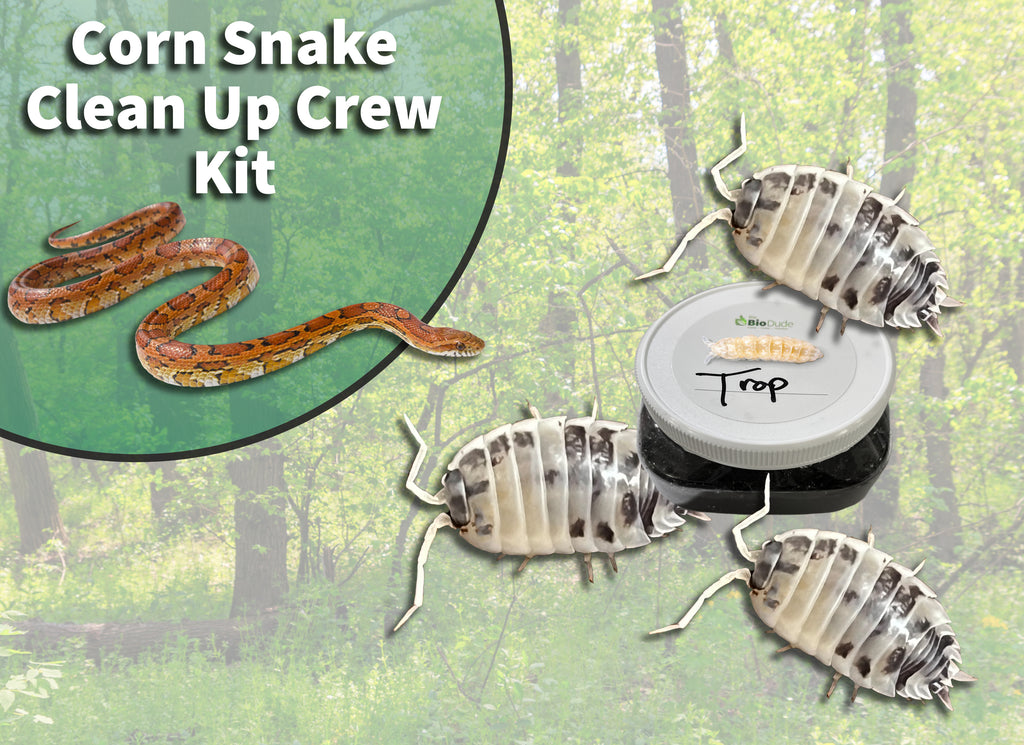 Corn Snake Clean Up Crew Pack  *includes overnight shipping*