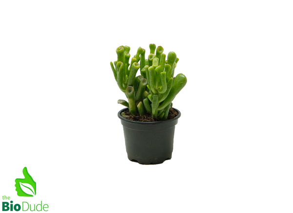 4" Pot Crassula Ovata 'Shrek'