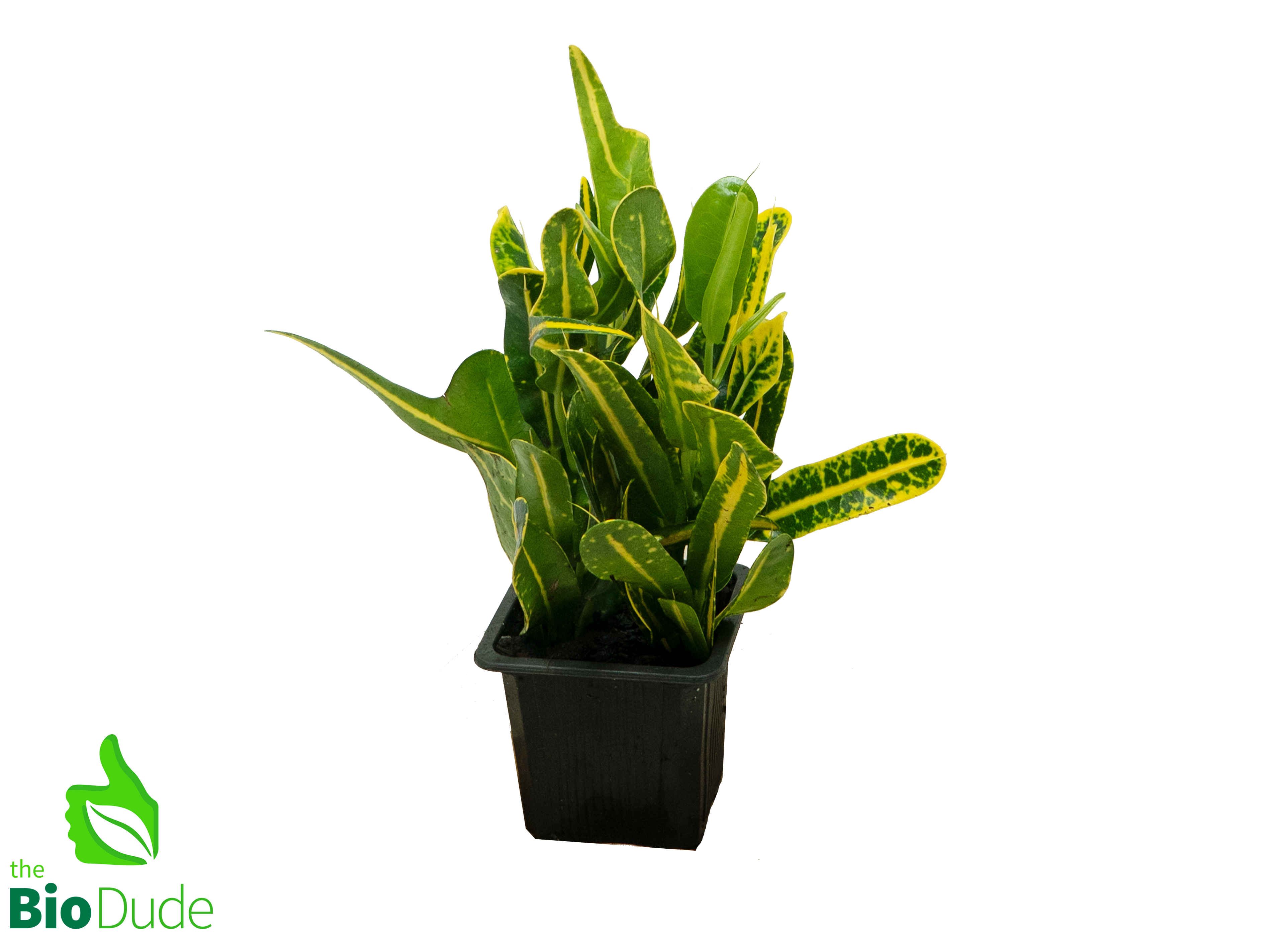 best pot for croton plant 3" Pot Croton Banana