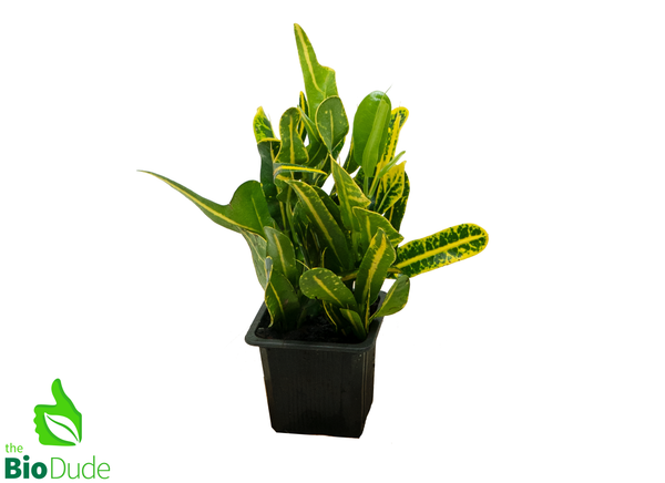 3" Pot Croton Banana