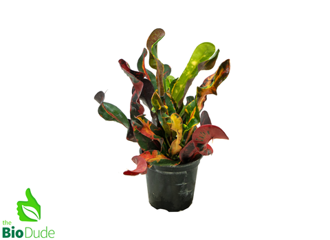 4" Pot Croton Mamey