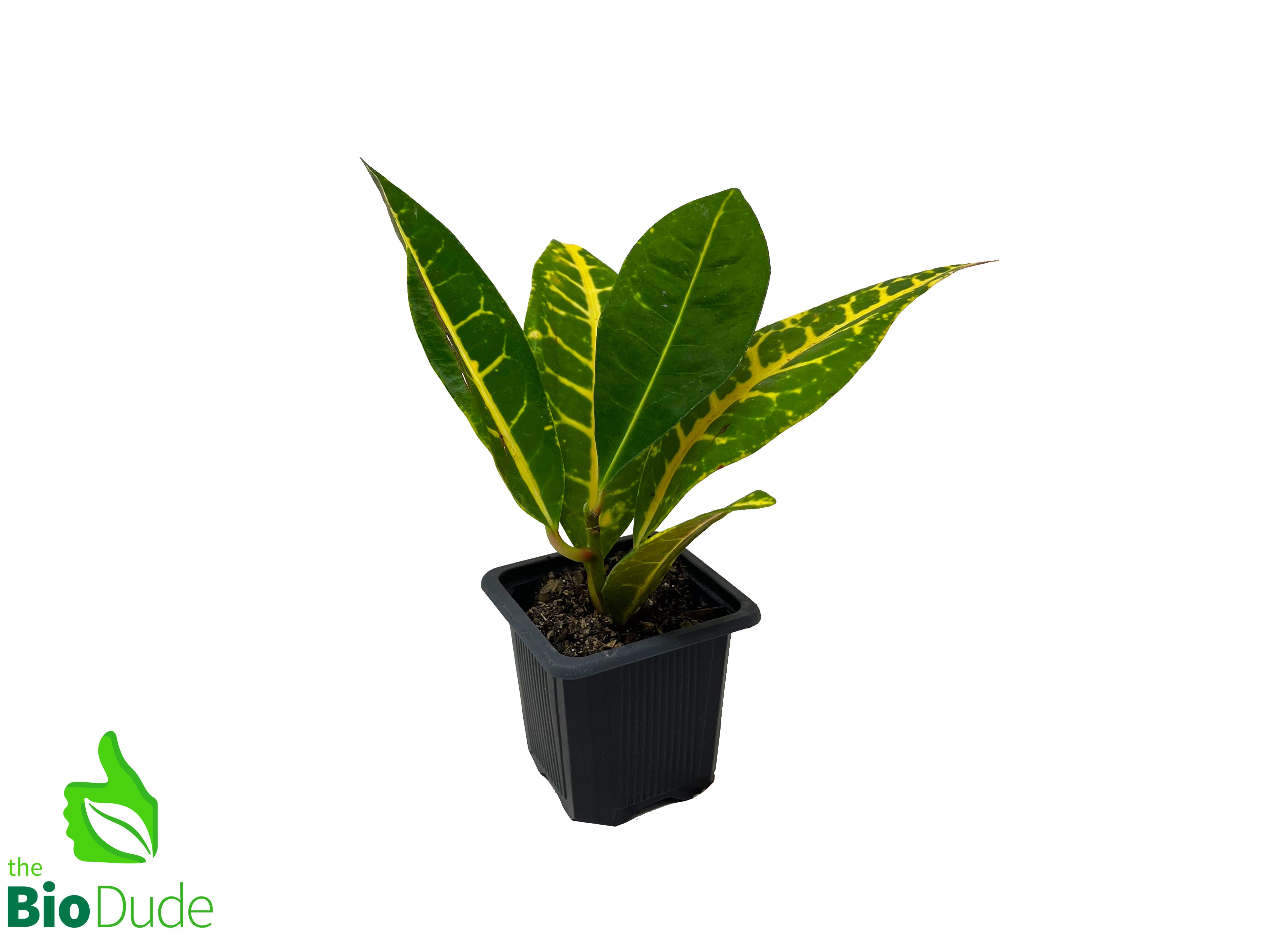 croton plant in pot 3" Pot Croton Petra