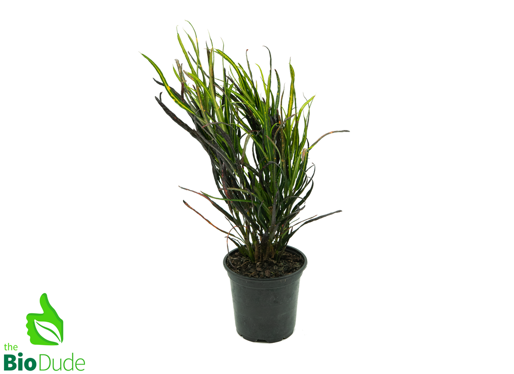 4" Pot Croton Picasso's Paintbrush