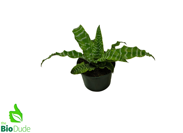 5" Pot Cryptanthus Betty Green