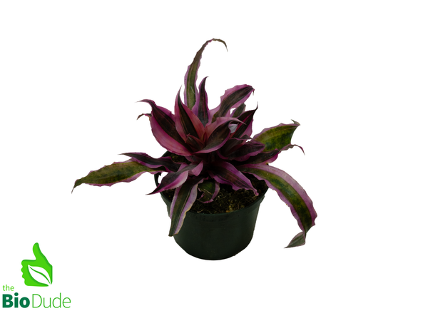 5" Pot Cryptanthus Red Baron