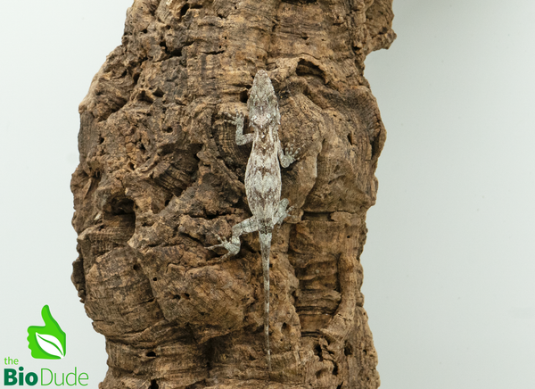Cuban False Chameleon - CB
