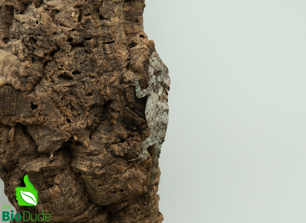 Cuban False Chameleon - CB