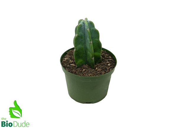 6" Pot Cuddly Cactus