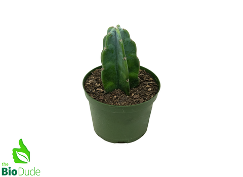 6" Pot Cuddly Cactus
