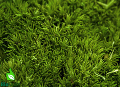 cushion_medium.jpg?v=1738877332
