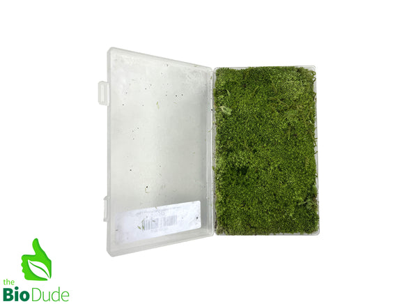 Live hand propagated cushion moss