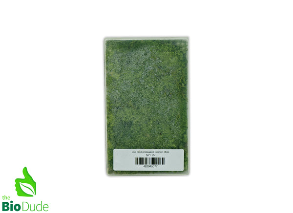 Live hand propagated cushion moss