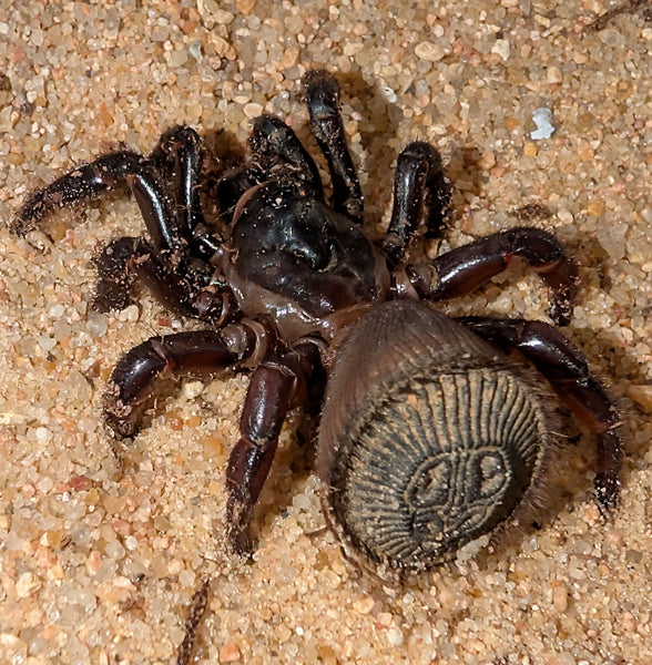 Cyclocosmia latusicosta – Vietnamese Oreo Butt Trapdoor Spider | Disc-Abdomen Mygalomorph | TDE