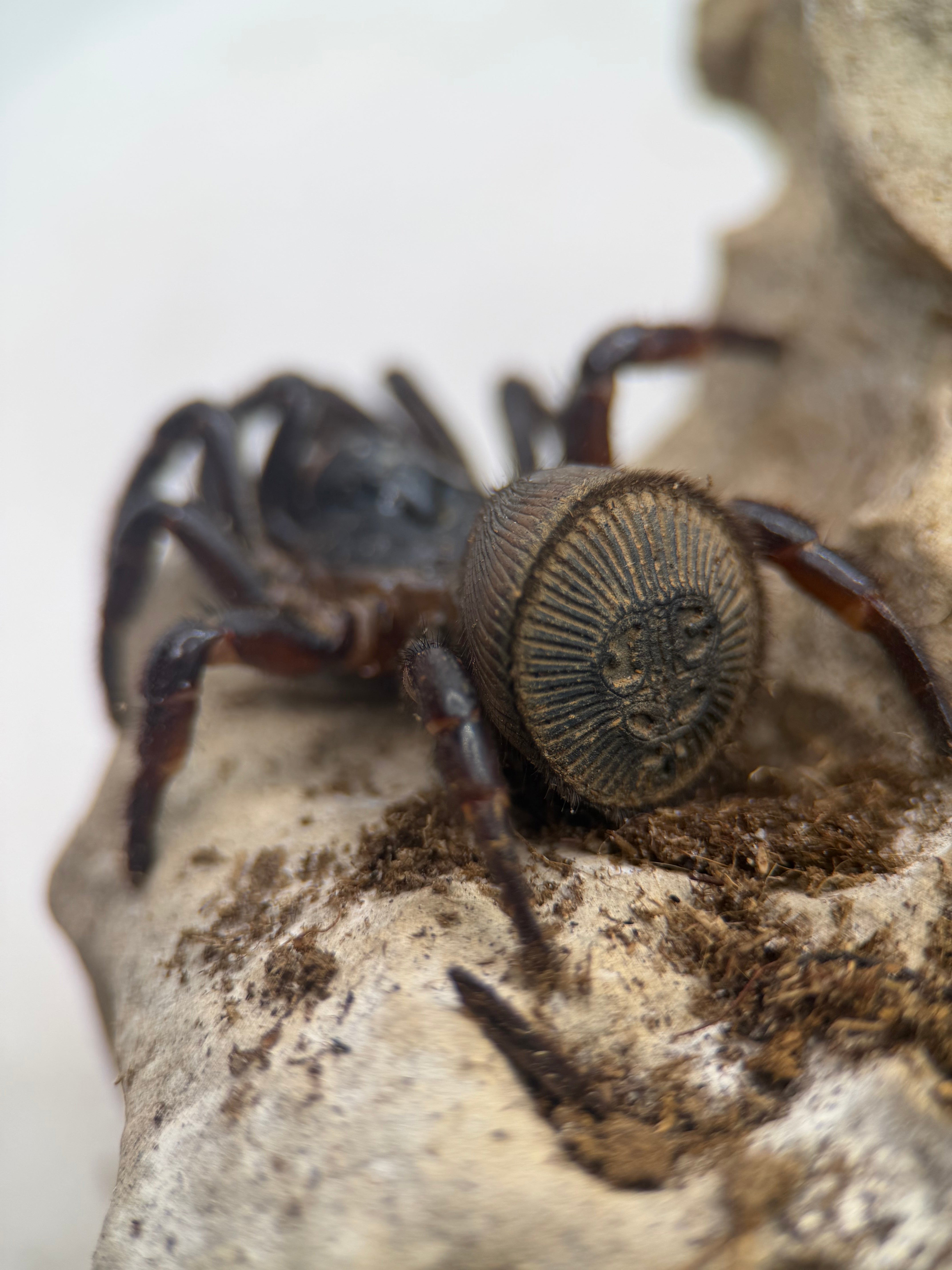 Cyclocosmia latusicosta – Vietnamese Oreo Butt Trapdoor Spider