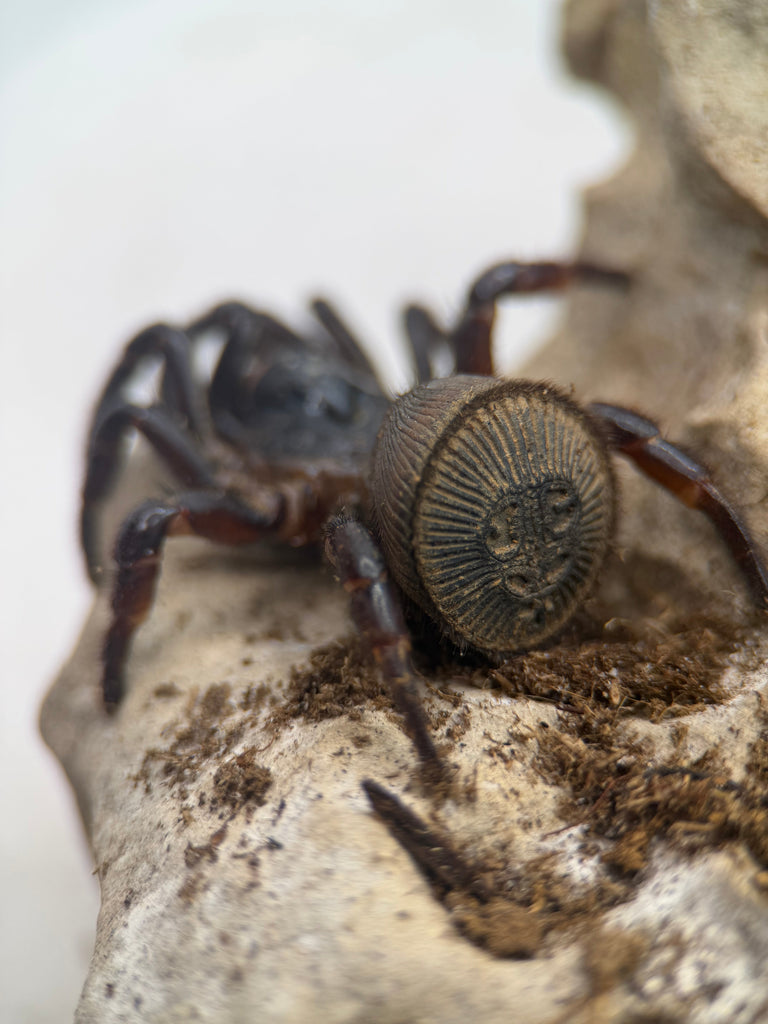 Cyclocosmia latusicosta – Vietnamese Oreo Butt Trapdoor Spider | Disc-Abdomen Mygalomorph | TDE