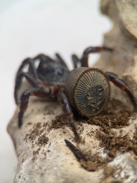 Cyclocosmia latusicosta – Vietnamese Oreo Butt Trapdoor Spider | Disc-Abdomen Mygalomorph | TDE