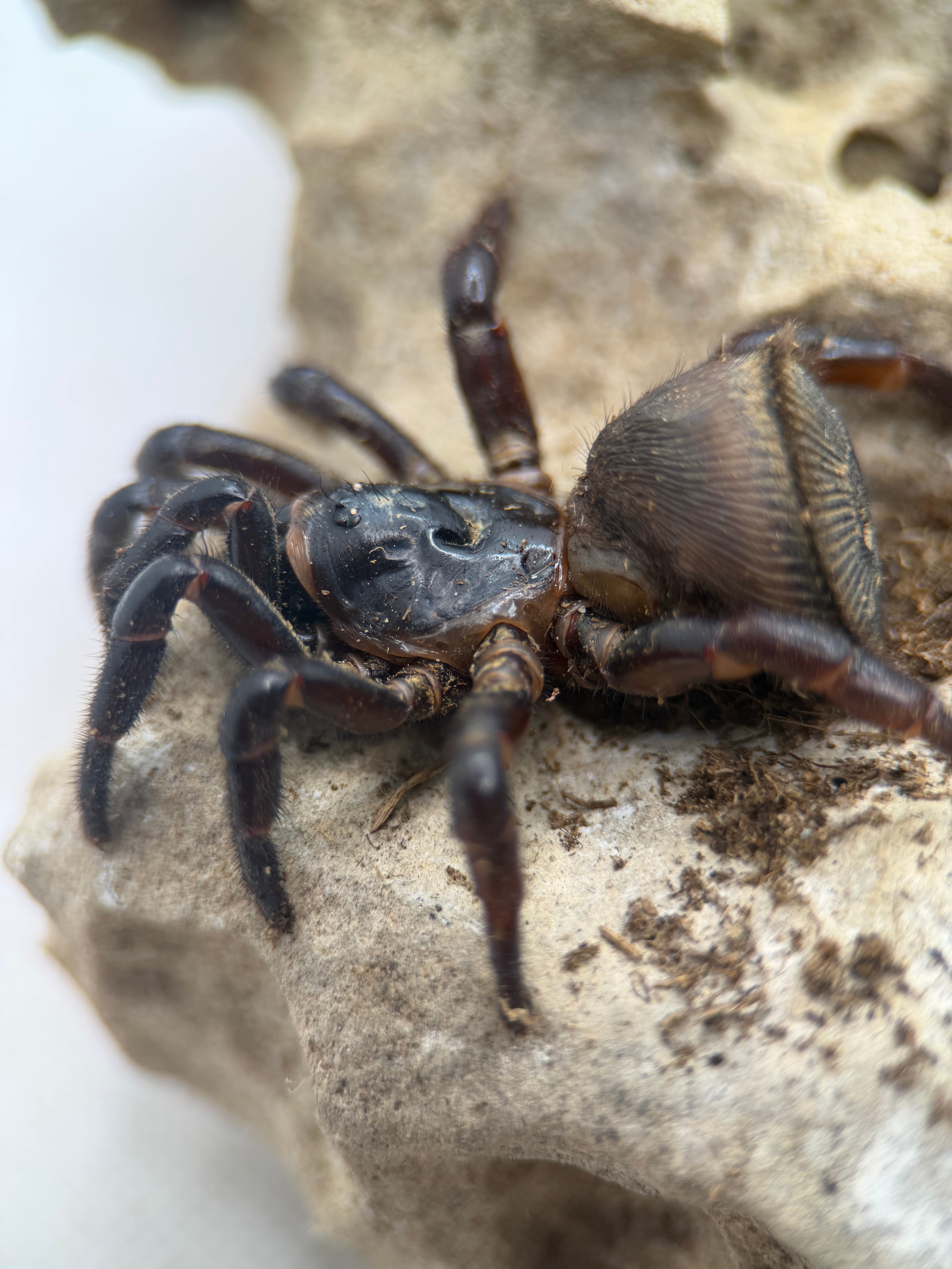Cyclocosmia latusicosta – Vietnamese Oreo Butt Trapdoor Spider