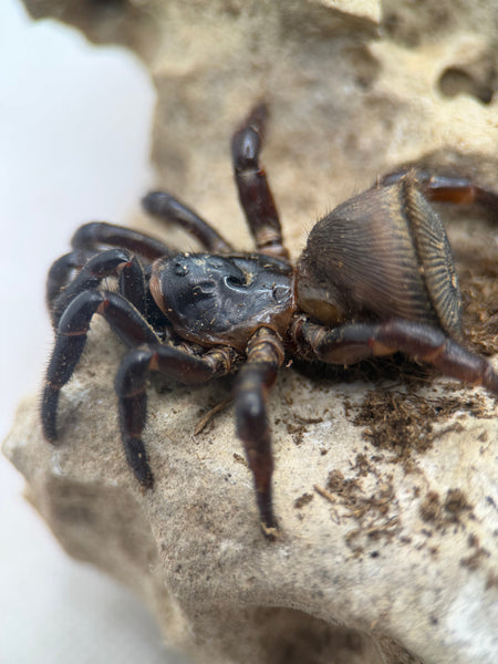 Cyclocosmia latusicosta – Vietnamese Oreo Butt Trapdoor Spider | Disc-Abdomen Mygalomorph | TDE