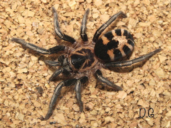 Cyriocosmus leetzi – Venezuelan Dwarf Beauty Tarantula | Colombian Dwarf Tiger | Tiny Tiger-Striped Gem | Live Arrival Guarantee | TDE
