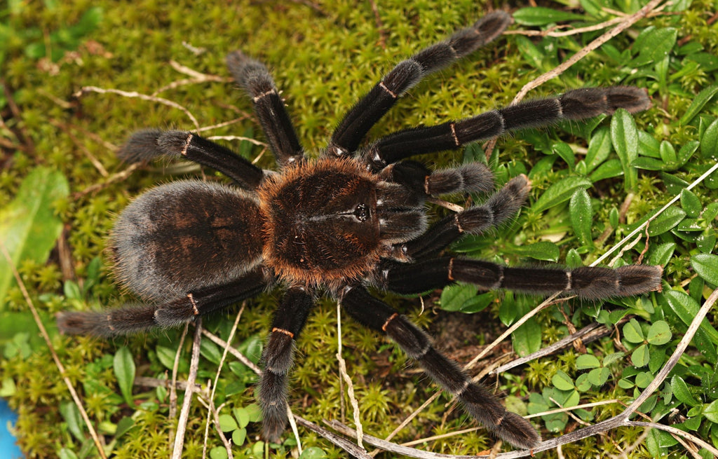 Haplopelma doriae – Kalimantan Orange Fringe Tarantula (Cyriopagopus doriae) | Fiery Asian Beauty | Live Arrival Guarantee| TDE