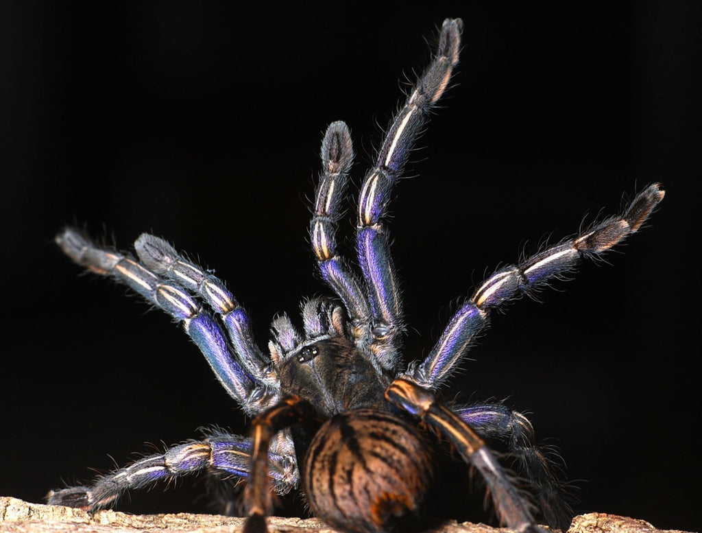 Melopoeus albostriatus – Thai Purple Zebra Tarantula (Cyriopagopus albostriatus) | Stunning Striped Asian Earth Tiger | Live Arrival Guarantee | TDE