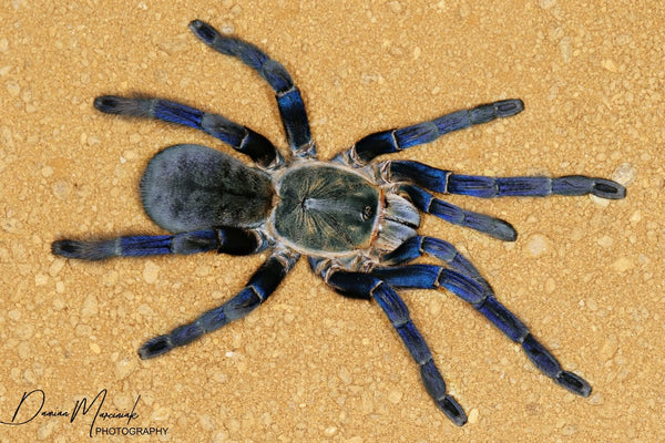 Melopoeus lividus – Cobalt Blue Tarantula (Cyriopagopus lividus) | Electric Blue Old World Fossorial | TDE