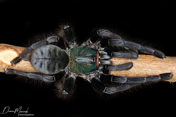 Omothymus sp Valhalla – Emerald Shadow Tree Spider (Cyriopagopus sp Valhalla) | Rare Emerald Green Old World Arboreal | Live Arrival Guarantee | TDE