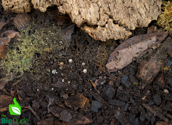 Venezillo parvus "Dalmatian" Isopods FREE SHIPPING